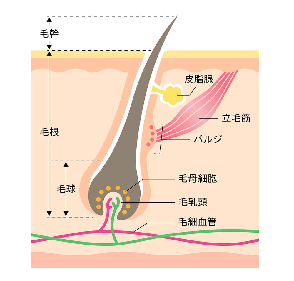 毛が生える仕組み