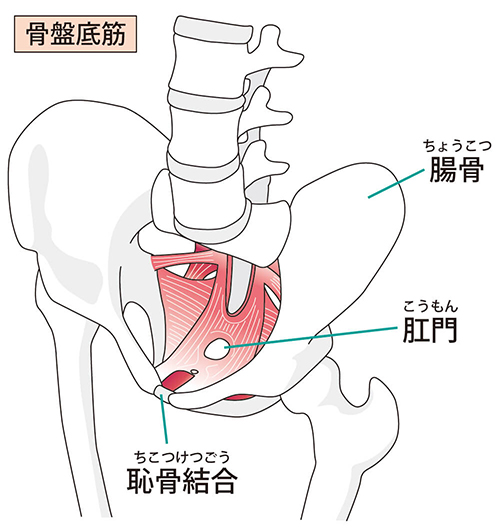 骨盤底筋とは